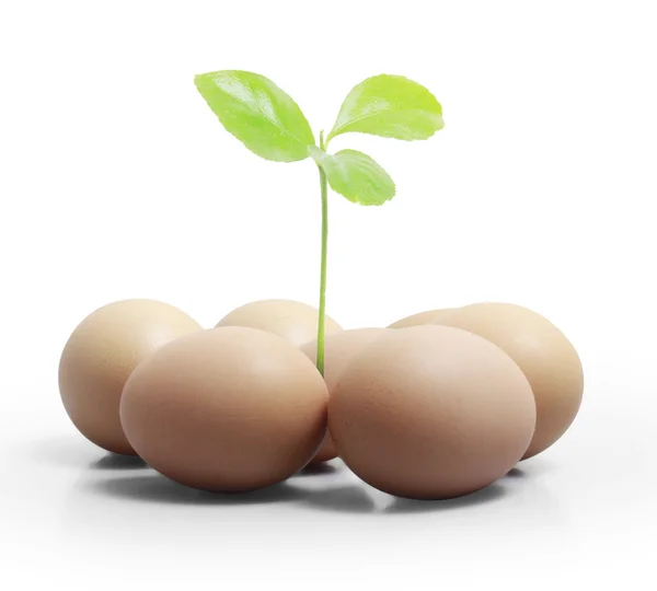 Egg ands plant — Stock Photo, Image