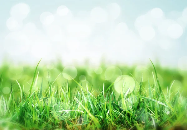 Přírodní pozadí s trávou na louce — Stock fotografie