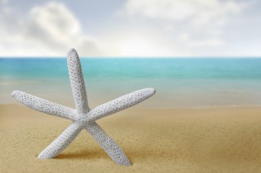 Sahilde denizyıldızı