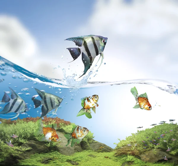 Fish jumping — Stock Photo, Image