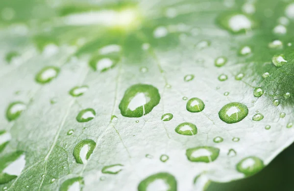 Gotas de agua en las hojas —  Fotos de Stock