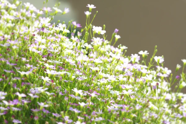 Schönes Blumendesign — Stockfoto