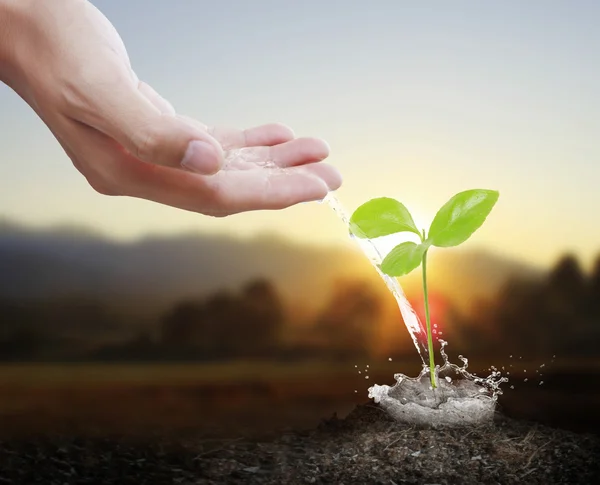 Grüne Pflanze männliche Hände — Stockfoto