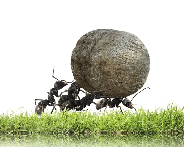 Tým mravenců valí kámen do kopce Stock Snímky