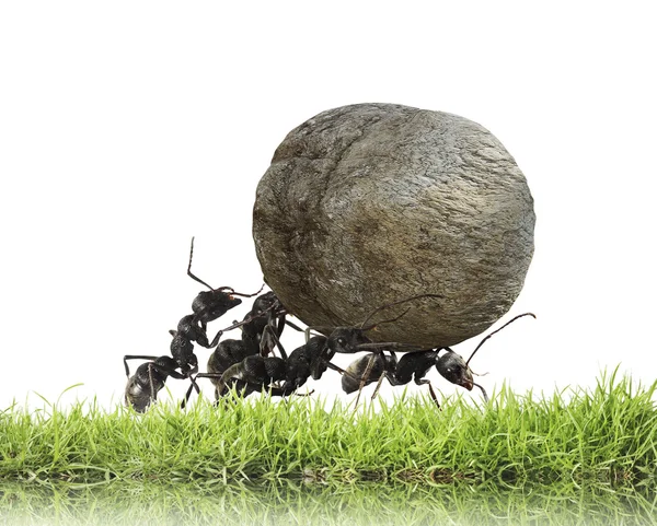 ᐈ Hard workers stock images, Royalty Free hard work photos | download on  Depositphotos®