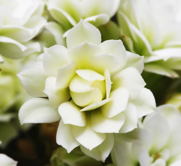 Szép virág — Stock Fotó