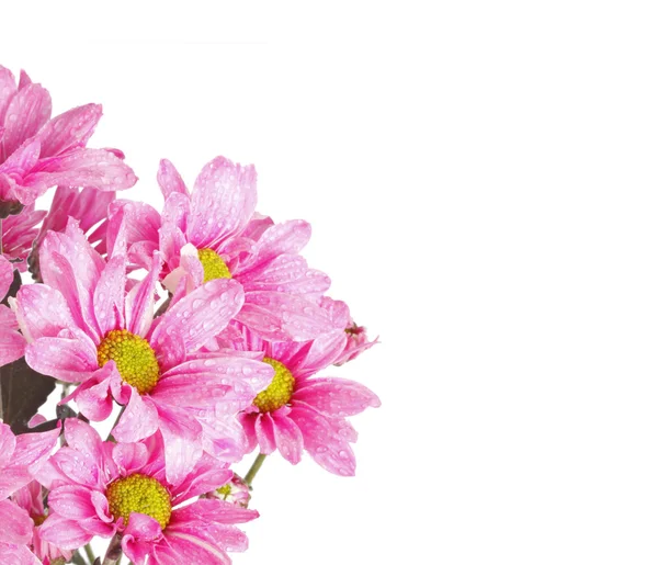 色彩鲜艳的花朵 — 图库照片