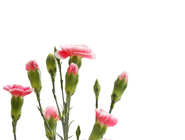 Gekleurde bloemen — Stockfoto