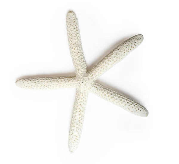 Deniz yıldızı beyaz üzerinde izole — Stok fotoğraf