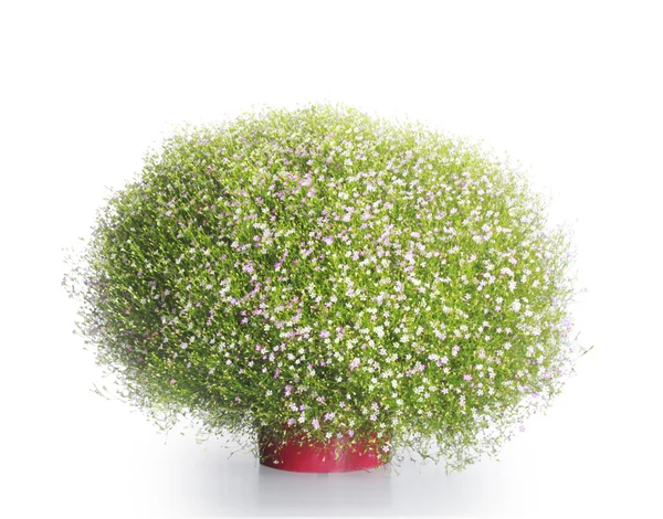 Färgade blommor — Stockfoto