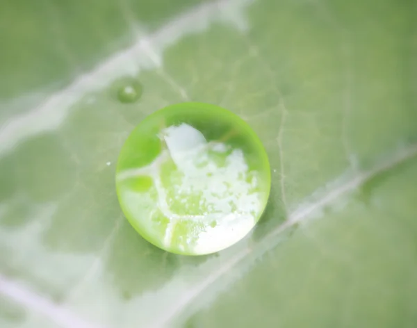 Foglia verde e goccia d'acqua — Foto Stock