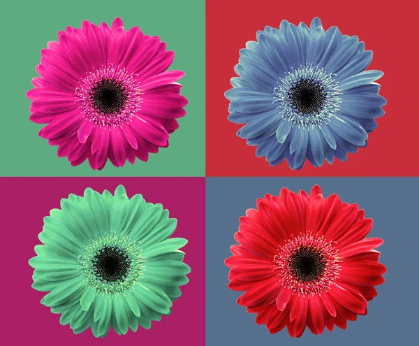 Sonbaharda çiçek tasarım — Stok fotoğraf