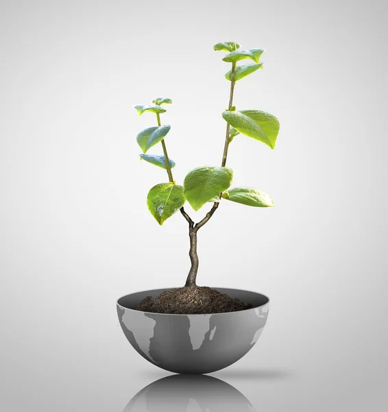 Green plant on Earth — Stock Photo, Image