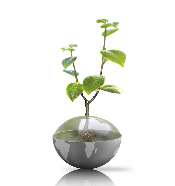 Green plant on Earth — Stock Photo, Image