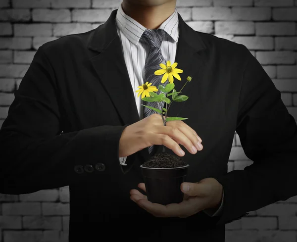 Groene plant in de hand — Stockfoto