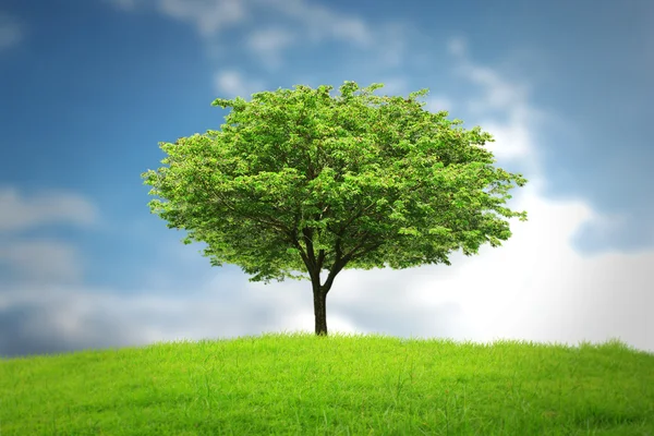 Bomen en parken — Stockfoto