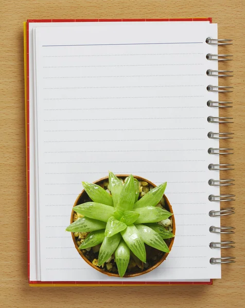 Bovenaanzicht van cactus op het boekje — Stockfoto