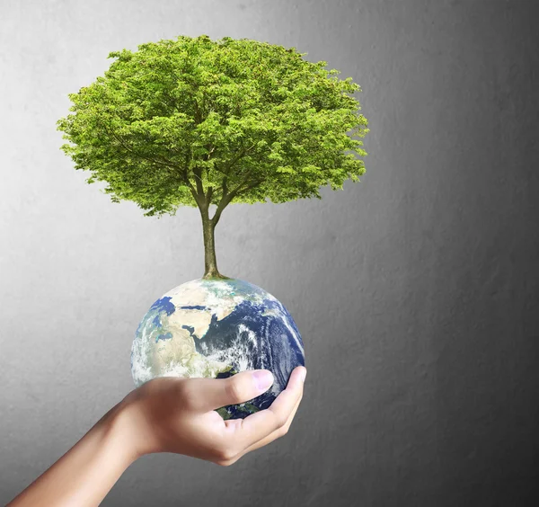 Terra globo e árvore em sua mão — Fotografia de Stock