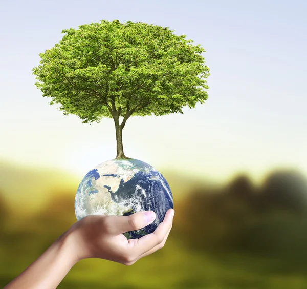 Globo terrestre y árbol en su mano —  Fotos de Stock