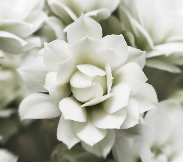 Mooie lichte bloemen — Stockfoto