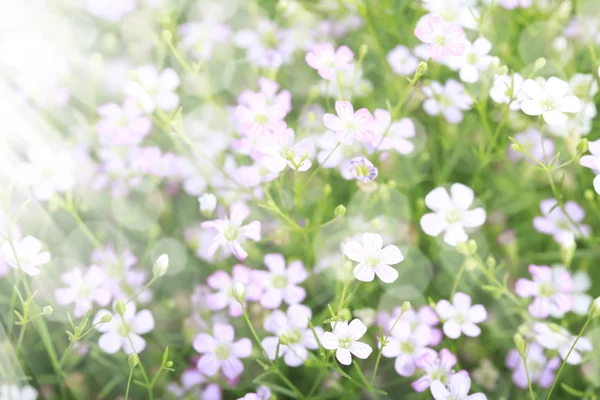 Bellissimi fiori — Foto Stock