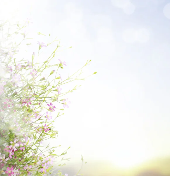 Beautiful flowers field — Stock Photo, Image