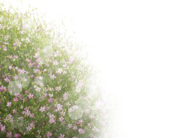 güzel çiçek alanı