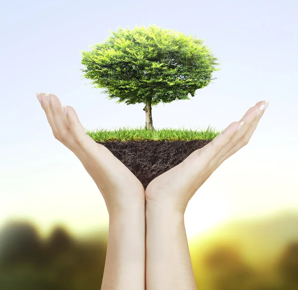 Small tree in hand — Stock Photo, Image