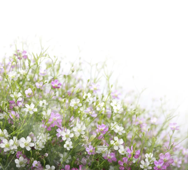 Красивое поле для цветов — стоковое фото