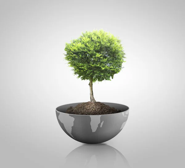 Green plant on Earth,globe — Stock Photo, Image