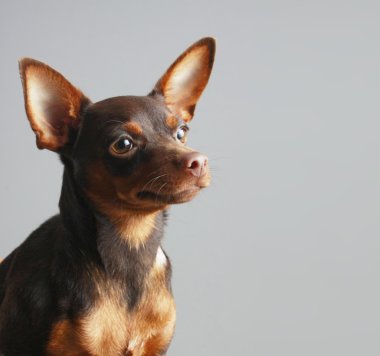 Minyatür pinscher.