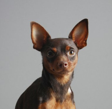 Minyatür pinscher.