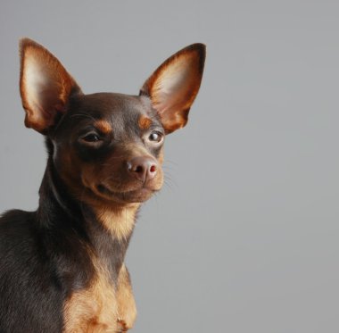 Minyatür pinscher.