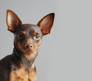 Minyatür pinscher.