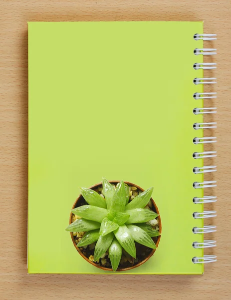 Bovenaanzicht van een cactus op boekje — Stockfoto