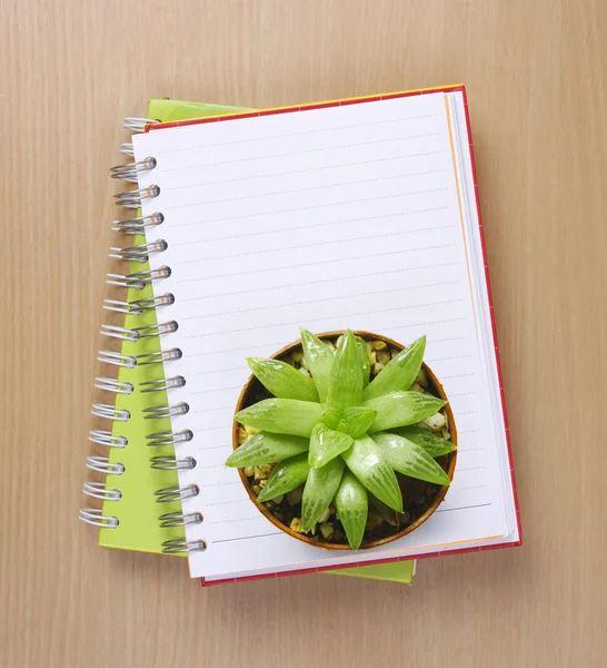 Top view of a Cactus on Booklet — Stock Photo, Image