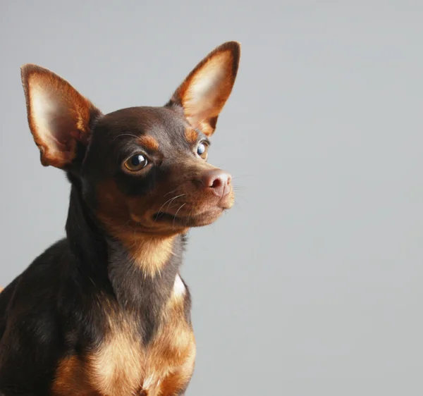 Pinscher miniatura — Foto de Stock