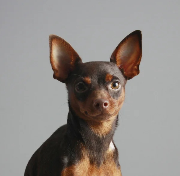 Miniatűr pinscher — Stock Fotó