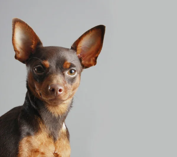 Miniatűr pinscher — Stock Fotó