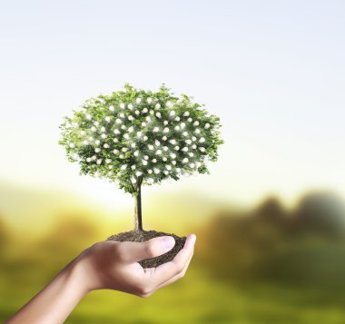 küçük ağaç, bitki içinde el 