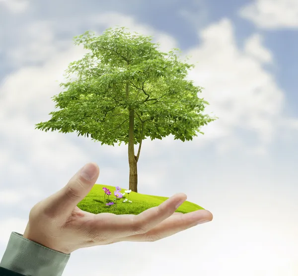 Kleiner Baum, Pflanze in der Hand — Stockfoto