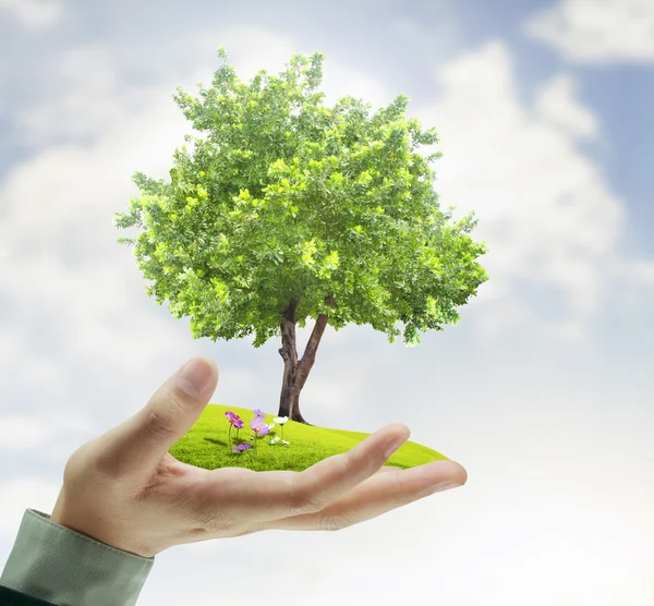 Small tree, plant in  hand — Stock Photo, Image