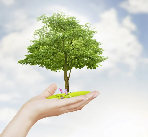 Pequeño árbol, planta en mano — Foto de Stock