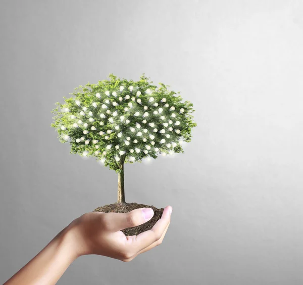 Pequeño árbol, planta en mano — Foto de Stock