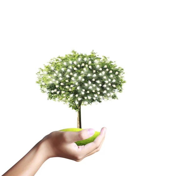 Small tree, plant in  hand — Stock Photo, Image