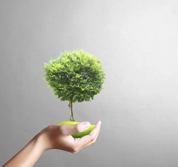 Pequeño árbol, planta en mano — Foto de Stock