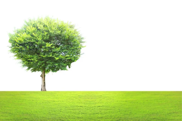 Green tree landscape — Stock Photo, Image