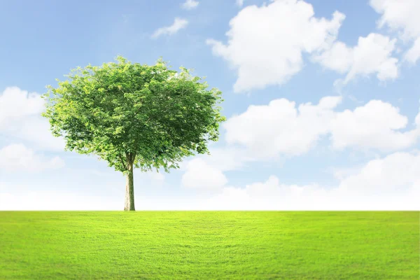 Zielone drzewo krajobraz — Zdjęcie stockowe