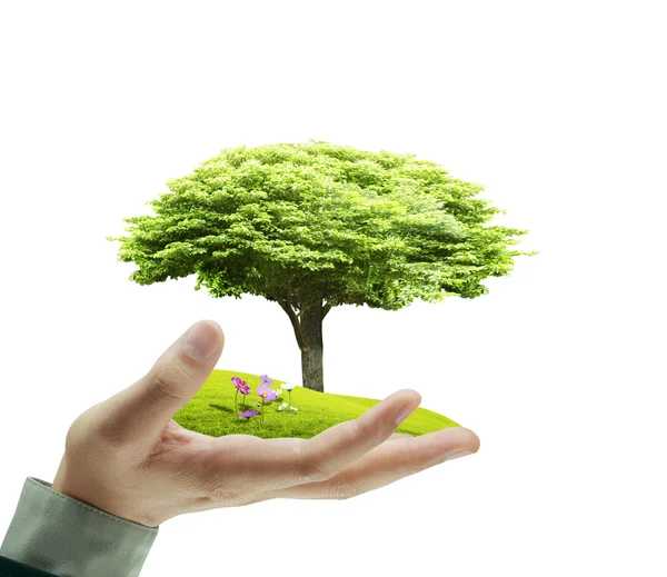 Small tree, plant in  hand — Stock Photo, Image