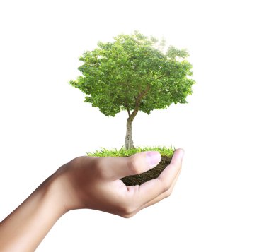 küçük ağaç, bitki içinde el 